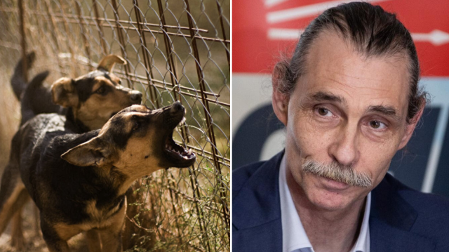 CHP’li Erdal Beşikçioğlu çocukları ısıran sahipsiz köpeği yakalandığı yere bırakacak
