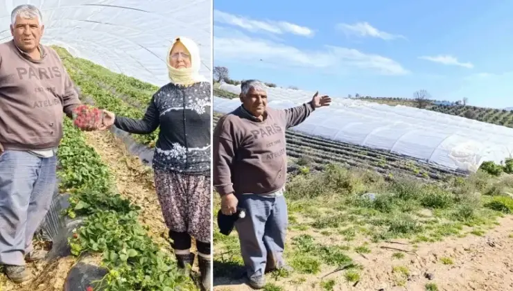 Köprübaşı çileği altın dönemini yaşıyor