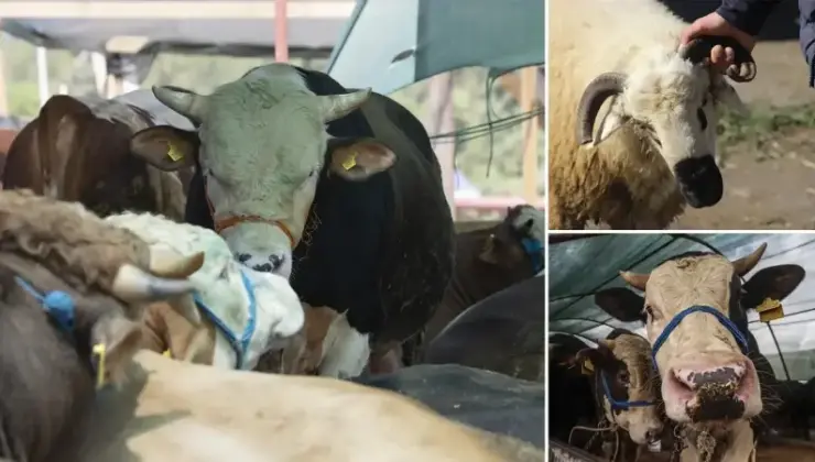 Kurbanlık pazarlıkları başladı: Birinci fiyatlar muhakkak oldu