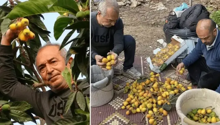 Sarı altın erken geldi: Birinci eserler bin 500 liraya alıcı buluyor