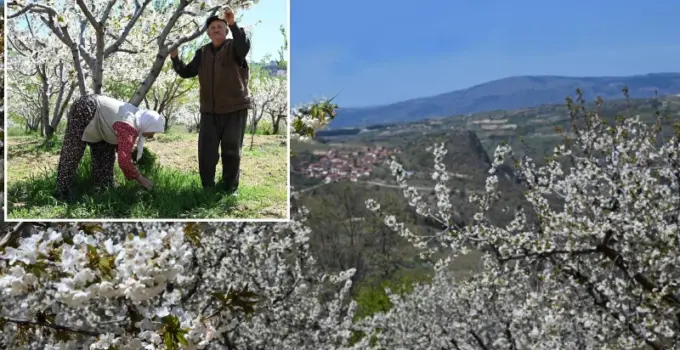 Bin 300 rakımda yetişiyor, ‘duman nöbetiyle’ korunuyor: Dünya pazarının gözdesinde amaç 20 bin ton rekolte