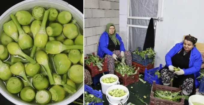 Üreticisi ‘çılgın sebze’ diyerek duyurdu: Hasadı aylarca sürüyor karı bitmiyor, ünite başına karı en yüksek eserlerden biri
