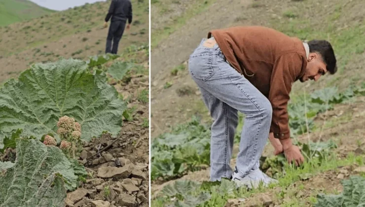Dağlara tırmanıyorlar, toplamak için saatlerce yürüyorlar: Vatandaşın yeni gelir kapısı oldu, kilosu 100 liradan başlıyor