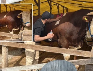İsmini ‘Şampiyon’ koydu: Tam 1 ton yükünde, boğanın fiyatı dudak uçuklattı