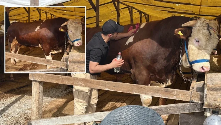 İsmini ‘Şampiyon’ koydu: Tam 1 ton yükünde, boğanın fiyatı dudak uçuklattı