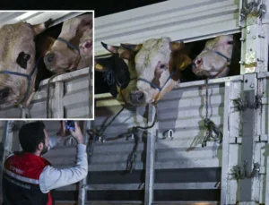 İstanbul’a kurbanlık hayvan girişleri başladı! Kontrol noktasında ihtarlar peş peşe geldi