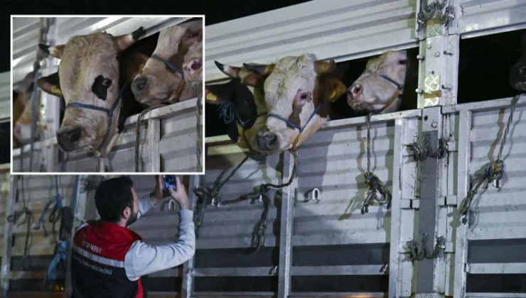 İstanbul’a kurbanlık hayvan girişleri başladı! Kontrol noktasında ihtarlar peş peşe geldi