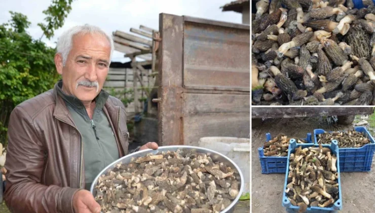 Yanan yerde bereketli mesai: Köylülerin geçim kaynağı oldu! Fiyatı gram altında yarışıyor